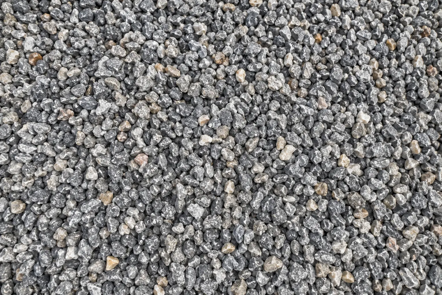 Gravillín gris de cerca