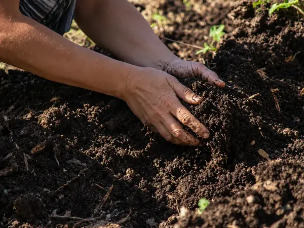 Manos con tierra negra en un cantero